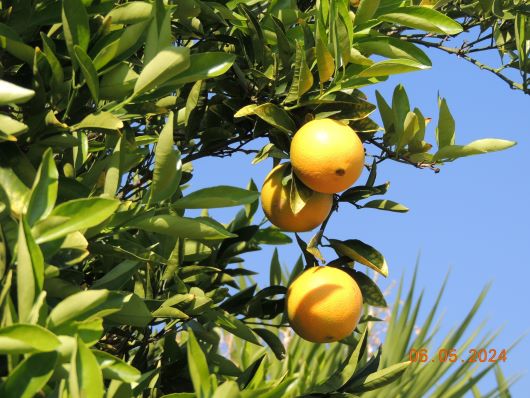 Oranges in Mildura in Mai
